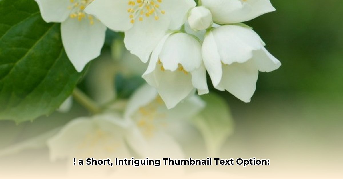 jasmine-cain-net-worth